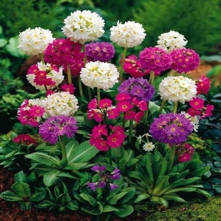 [꽃씨] 북채앵초 운남앵초 Primula denticulata 50립