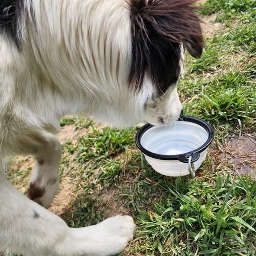 간편한 강아지 산책 카라비너 물통 접이식물통