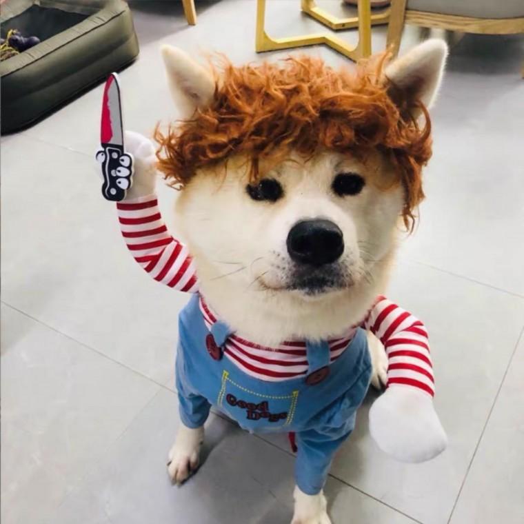 강아지 처키옷 할로윈 고양이 옷 코스튬 파티 이벤트 반려동물 애견옷 XL
