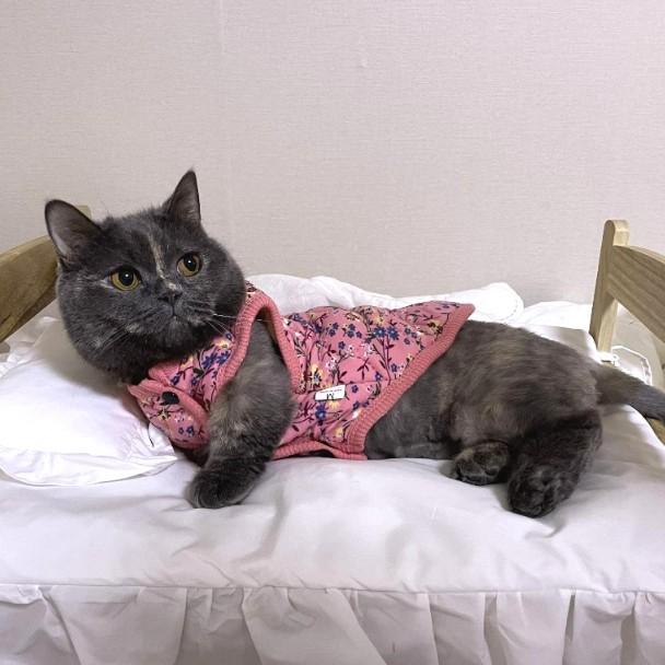 강아지 고양이 보온 꽃무늬 조끼 S에서 3XL 핑크 블루