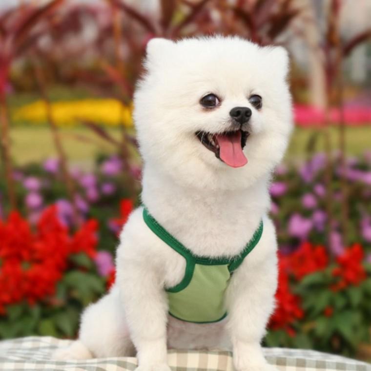 귀여운 아보카도 강아지 고양이 반려동물 애견옷 L