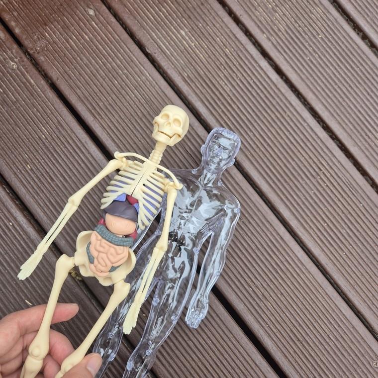 28.5CM 투명 전신 골격 인체모형 SET 해골 뼈 내부장기