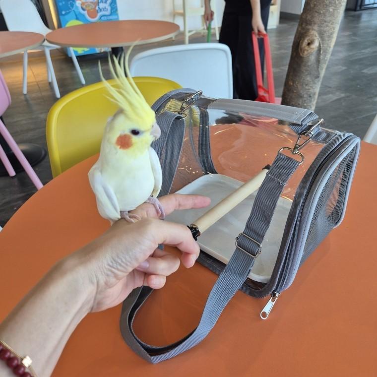 휴대용 앵무새 조류 이동 케이지 새장